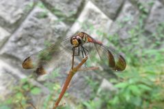 リスアカネ
