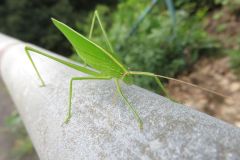 セスジツユムシ セスジツユムシ