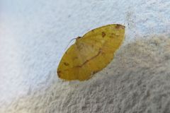ウラベニエダシャク ウラベニエダシャク