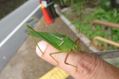 ヤマクダマキモドキ ヤマクダマキモドキ