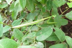 チョウセンカマキリ チョウセンカマキリ
