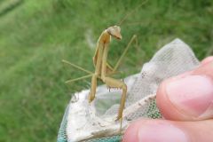 チョウセンカマキリ チョウセンカマキリ