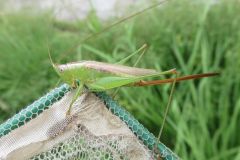 オナガササキリ オナガササキリ