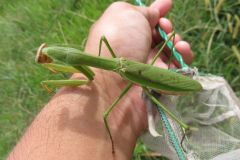 オオカマキリ