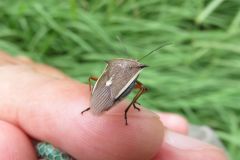 シロヘリクチブトカメムシ シロヘリクチブトカメムシ