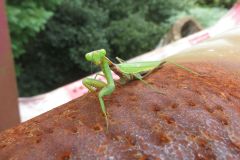 ハラビロカマキリ