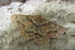 ヒロバウスアオエダシャク ヒロバウスアオエダシャク