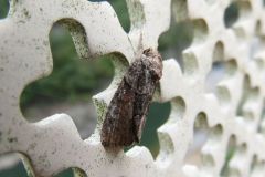 イチモジキノコヨトウ イチモジキノコヨトウ