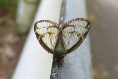 スケバハゴロモ