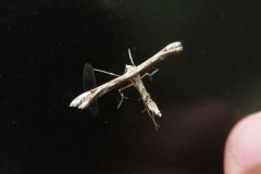 エゾギクトリバ エゾギクトリバ