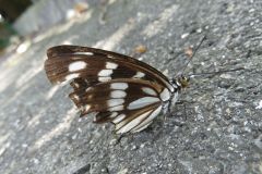 ゴマダラチョウ ゴマダラチョウ