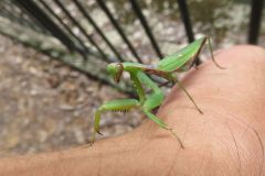 ハラビロカマキリ