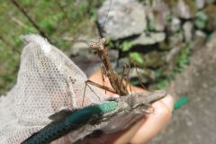 コカマキリ コカマキリ