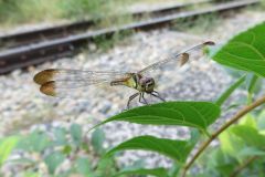 マユタテアカネ マユタテアカネ