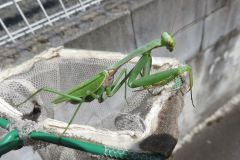ムネアカハラビロカマキリ