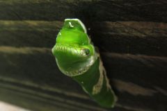 ナガサキアゲハの幼虫