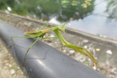 オオカマキリ オオカマキリ