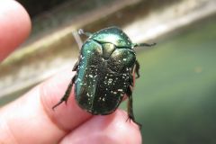 シロテンハナムグリ シロテンハナムグリ