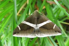 ホソオビアシブトクチバ ホソオビアシブトクチバ