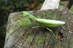ハラビロカマキリ