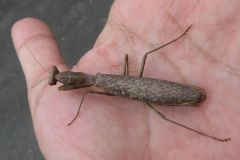 ハラビロカマキリ（褐色型）
