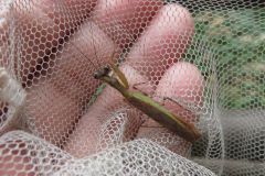 ヒメカマキリ ヒメカマキリ