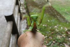 ムネアカハラビロカマキリ