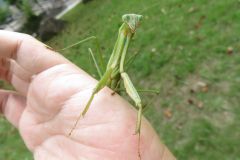オオカマキリ オオカマキリ