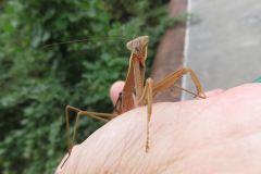 チョウセンカマキリ チョウセンカマキリ