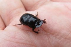 ゴホンダイコクコガネ