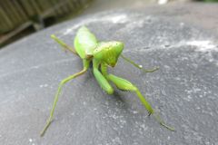ハラビロカマキリ
