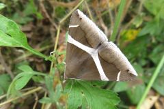 ホソオビアシブトクチバ