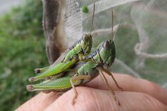 コバネイナゴ コバネイナゴ