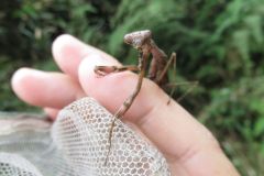 コカマキリ