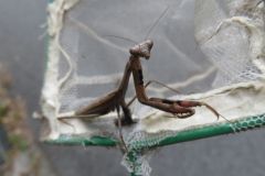 コカマキリ コカマキリ