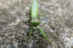 ムネアカハラビロカマキリ