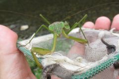 オオカマキリ オオカマキリ