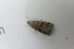ハイマダラノメイガ ハイマダラノメイガ