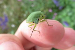 ミナミアオカメムシ ミナミアオカメムシ