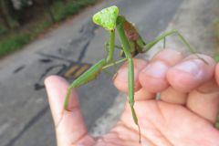 ムネアカハラビロカマキリ