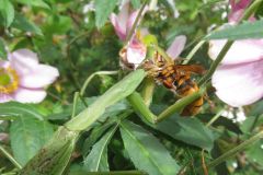 オオカマキリ オオカマキリ