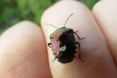 ツマジロカメムシ ツマジロカメムシ