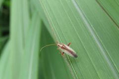 アカスジカスミカメ アカスジカスミカメ