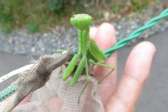 ハラビロカマキリ