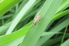 クロアシホソナガカメムシ クロアシホソナガカメムシ
