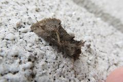 エゾギクキンウワバ
