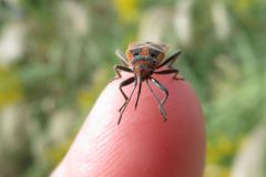 ヒメマダラナガカメムシ