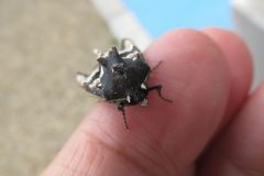 マエグロシラオビアカガネヨトウ