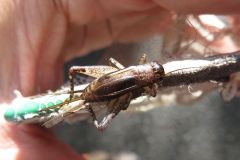 ハラオカメコオロギ