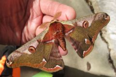ヒメヤママユ